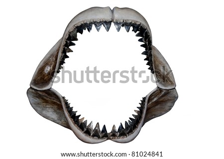 Shark jaws and teeth isolated on white Royalty-Free Stock Photo #81024841