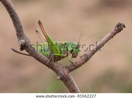 Female Decticus verrucivorus grasshopper sitting on a wooden stick in the evening