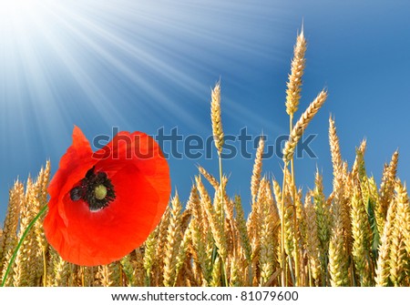 golden wheat with red poppy in the blue sky background
