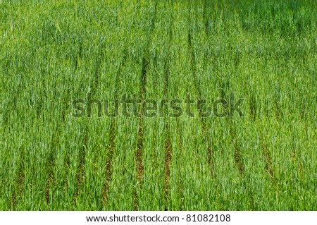  A photo. Background with green grass.