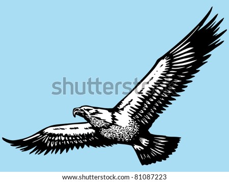 eagle hand drawn