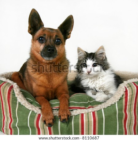 a dog and a kitten in a pet bed