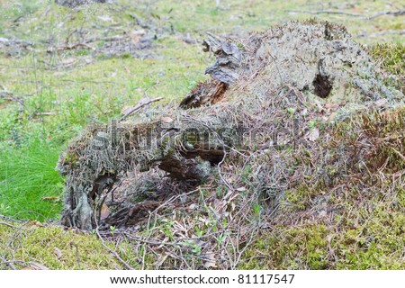 Decomposing log in the forest (looking like Dragon head)