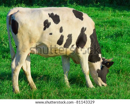 Cows Grazing Animals