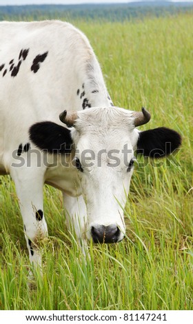 Cow is grazing in the meadow