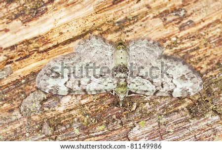 Mean looking geometer moth sitting on tree, macro photo, focus on eyes