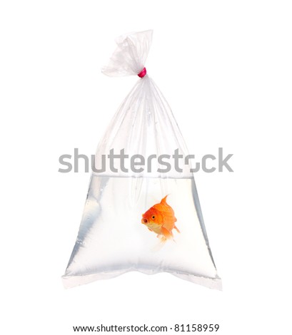 Single old fish in the water packet