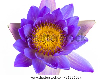Blue lotus flower and white background. The lotus is national flower for Thailand,India,Kampuchea and Bengal. Lotus flower in Asia is a important culture symbol.