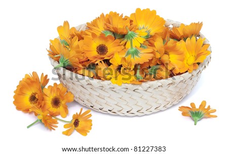 Flowers of a medicinal calendula in basket. Flowers are collected that them to dry up and use in medicine. Isolated
