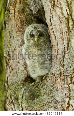 An young Ural Owl