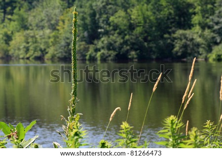 Picture of Great Mullein (buds and flowers), a medicinal herb in front of the lake and blurred bushes on background.