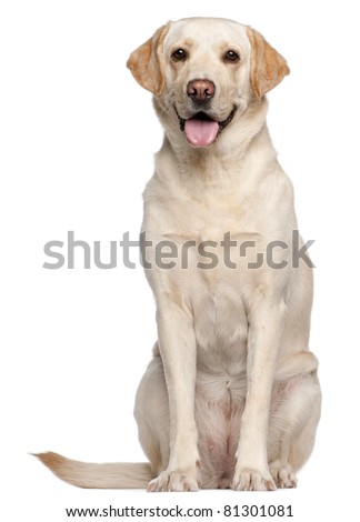 Labrador Retriever, 4 years old, sitting in front of white background Royalty-Free Stock Photo #81301081