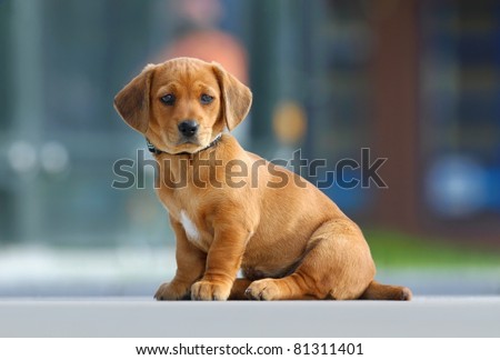 Lovely puppy Royalty-Free Stock Photo #81311401