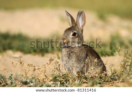 Wild rabbit Royalty-Free Stock Photo #81311416