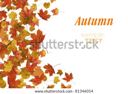 background of autumn leaves
