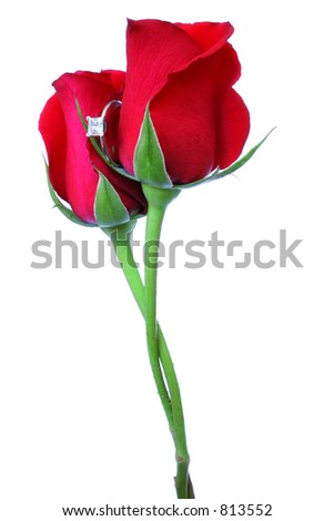 Two roses with stems intertwined and engagement ring