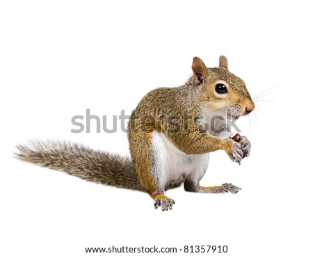 Young squirrel with shells of sunflower seeds on a white background