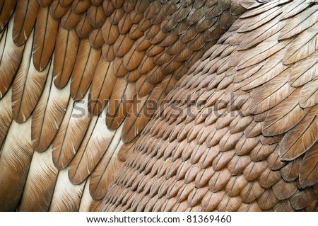 Close up detail of a statue's eagle feathers