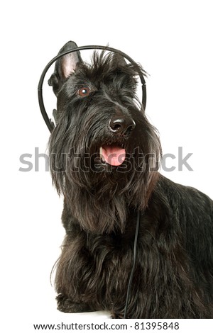 Black scottish terrier with headphones on a white background