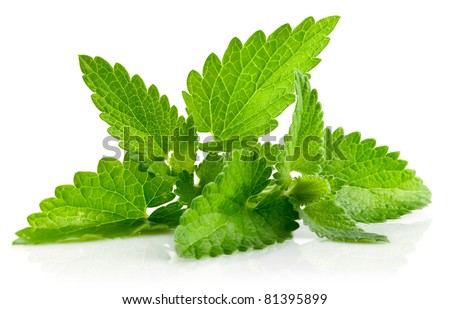 fresh green leaf of melissa isolated on white background Royalty-Free Stock Photo #81395899