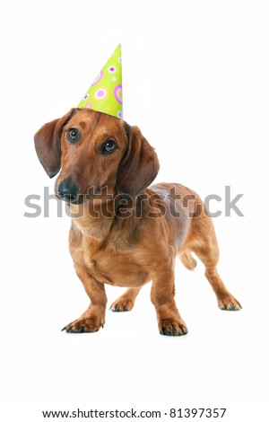 Dachshund puppy with a birthday party hat isolated on white background