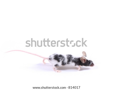 little mouse running