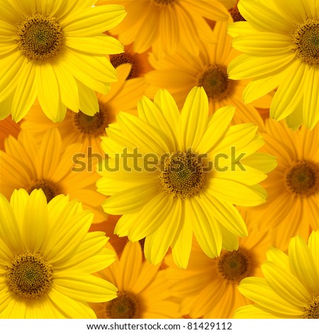 yellow daisy flower,background of the flowers
