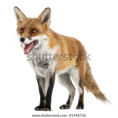 Red Fox, Vulpes vulpes, 4 years old, in front of white background