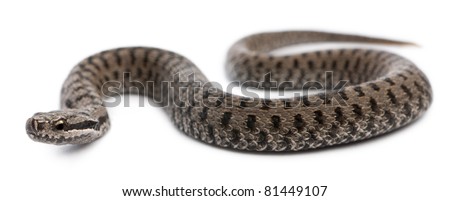 Common European adder or common European viper, Vipera berus, in front of white background Royalty-Free Stock Photo #81449107