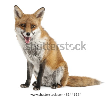 Red Fox, Vulpes vulpes, 4 years old, in front of white background