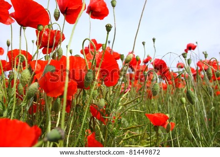 Fields of poppies in spring in France