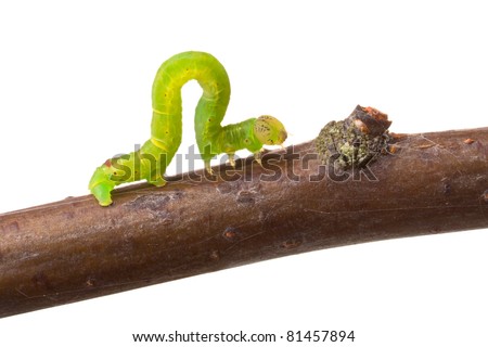 Inchworm walking on a branch. Isolated on white Royalty-Free Stock Photo #81457894