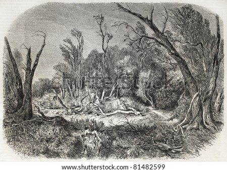 Old illustration depicting effects of hurricane in a forest near Nice, France. Created by Cardone, published on L'Illustration Journal Universel, Paris, 1857