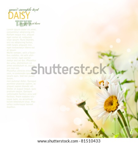 Fresh daisy with wildflowers over colorful background