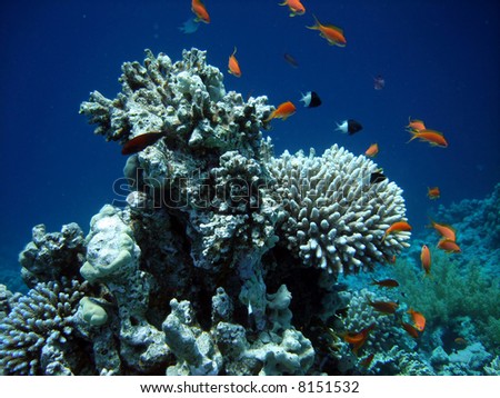 Underwater  world. Coral fishes of  Red sea. Egypt.