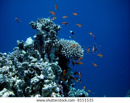 Underwater  world. Coral fishes of  Red sea. Egypt.