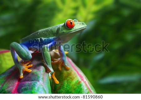 A colorful Red-Eyed Tree Frog in its tropical setting. Royalty-Free Stock Photo #81590860