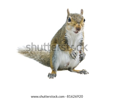 Young squirrel  seeds  on a white background