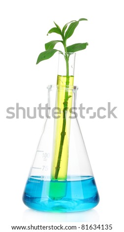plant in a test tube isolated on white