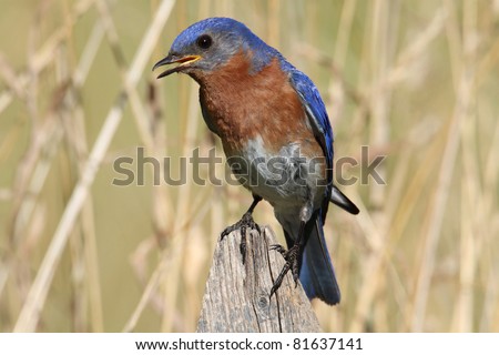 Male Eastern Bluebird (Sialia sialis) on a fence with a weedy background
