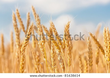 gold ears of wheat under sky. soft focus on field Royalty-Free Stock Photo #81638614