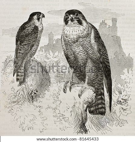 Old illustration of Peregrine Falcon (Falco peregrinus). Created by Kretschmer, published on Merveilles de la Nature, Bailliere et fils, Paris, 1878