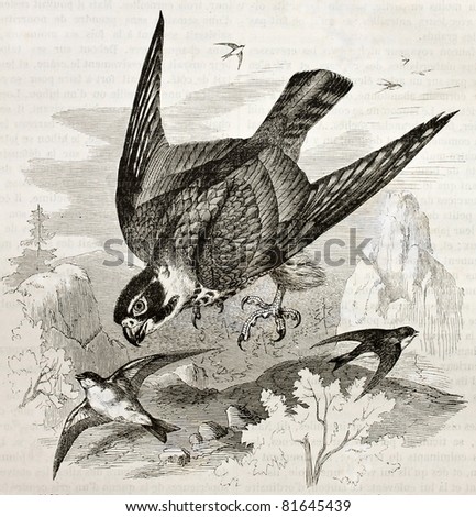Old illustration of Eurasian Hobby (Falco subbuteo). Created by Kretschmer, published on Merveilles de la Nature, Bailliere et fils, Paris, 1878