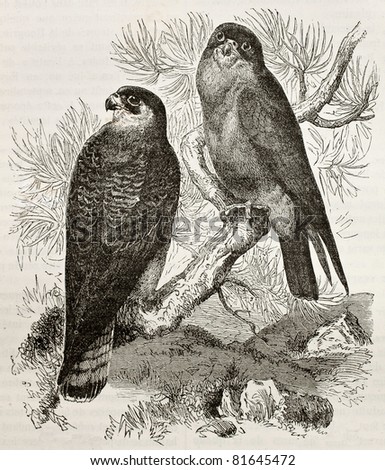 Old illustration of Red-footed Falcon (Falco vespertinus). Created by Kretschmer and Jahrmargt, published on Merveilles de la Nature, Bailliere et fils, Paris, 1878