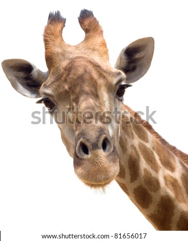 Close up shot of giraffe head isolate on white Royalty-Free Stock Photo #81656017