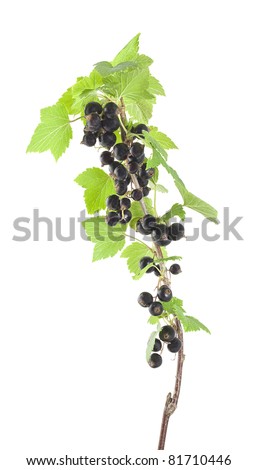 Black currants isolated on white background