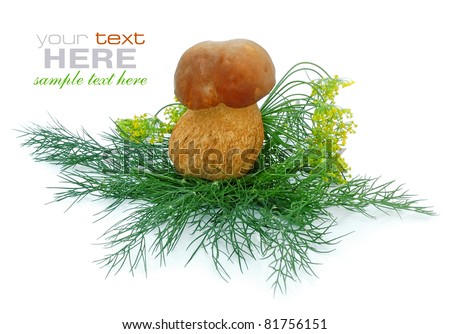 White mushroom in greenery of dill on white background