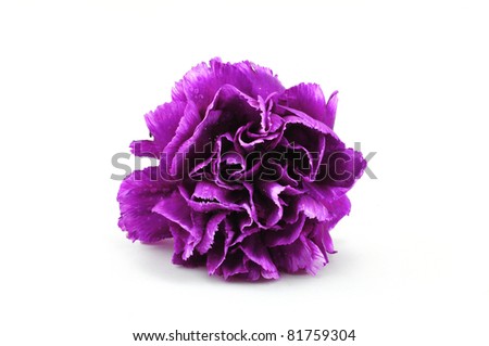 Purple Carnation Isolated on white background
