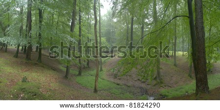 Laubwaldpanorama nach einem Regenschauer