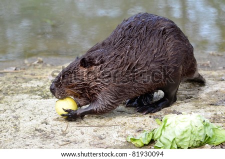 North American Beaver (Castor canadensis), view of profile, and eating apple on the bank of pond